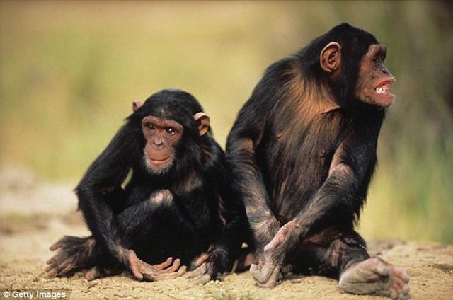 艾滋病病毒可在黑猩猩和<font color="red">人类</font>之间传播