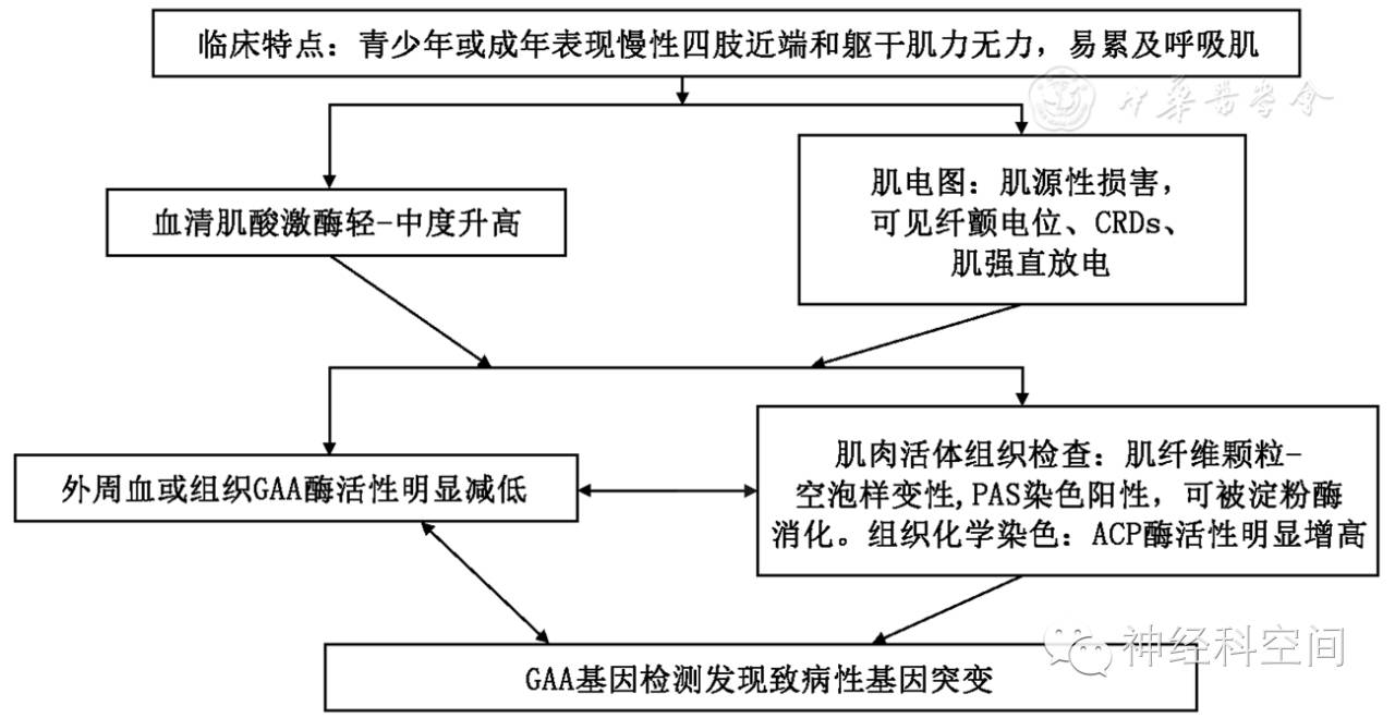 中国糖原累积性肌病诊治指南（一）