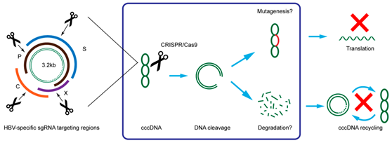 利用CRISPR/Cas9系统治疗<font color="red">HBV</font>感染取得突破性进展
