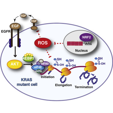 Cell：抑制细胞<font color="red">抗氧化</font>水平，能杀死胰腺癌细胞