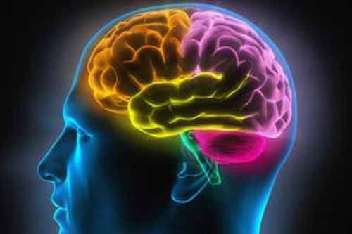 Hum Genet：人造“中脑” 或有助研究帕金森症