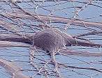 Nature：重磅！我国科学家发现星形胶质细胞转移线粒体到受损的神经元中