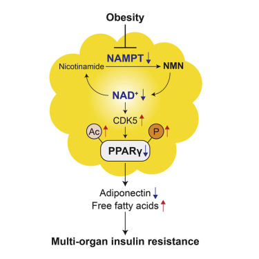 Cell Rep：新研究在脂肪细胞中发现影响多器官胰岛素<font color="red">敏感</font>性的重要分子