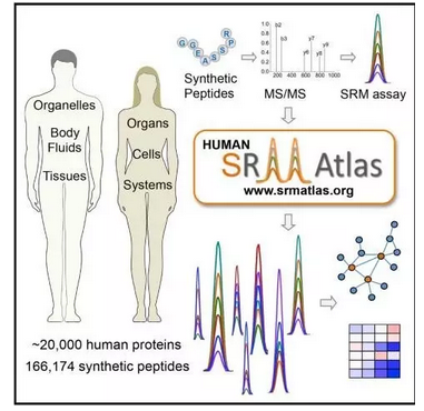CELL: 人类蛋白质组首次完整<font color="red">定量</font><font color="red">检测</font>