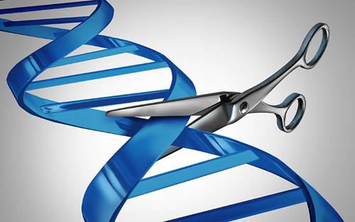 “基因剪刀”能剪出“完美人类”吗？