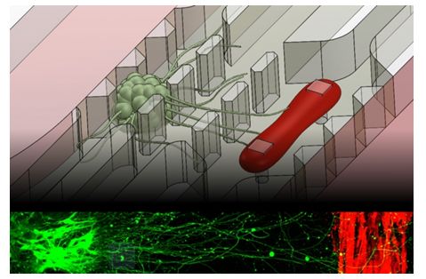 Science子刊：新型芯片复制神经<font color="red">肌肉</font>接头有助于为神经肌病测试药物