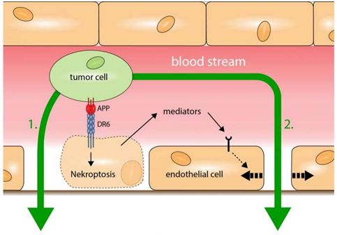 Nature：癌<font color="red">细胞</font>穿过血管壁发生转移机制被揭示