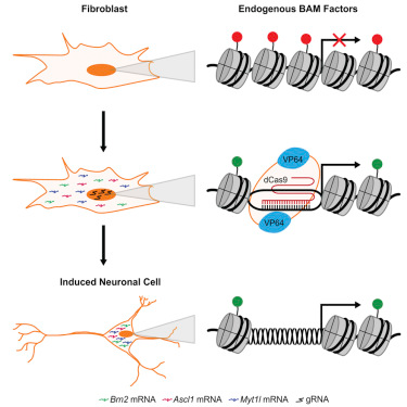 Cell Stem Cell：利用改进的CRISPR/<font color="red">Cas9</font>技术直接进行细胞转分化
