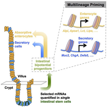 Cell Rep：科学家应用单细胞分析发现小肠干细胞分化的过渡态