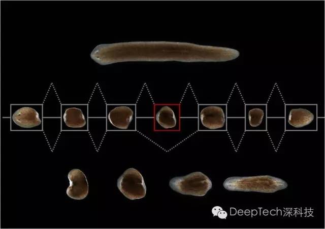 科学家发现动物干细胞存在“阴阳”转换