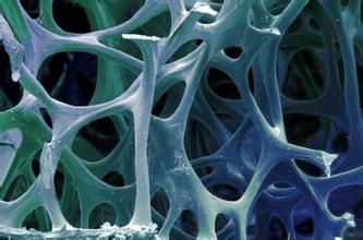 Stem Cells：新研究为骨缺陷疾病治疗找到重要干细胞来源