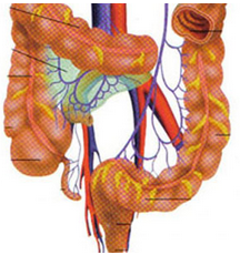 Am J Gastroenterol：内镜下切除直肠神经内分泌肿瘤时安全有效的