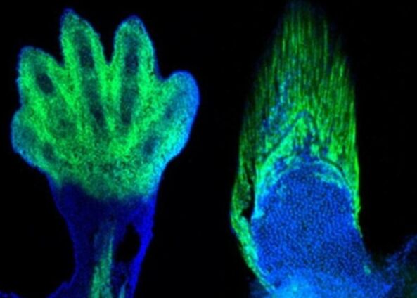 新研究发现人类手指与鱼鳍有共同基因