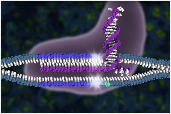 Nat Commun：利用非同源性DNA片段将CRISPR-Cas9编辑效率提高高达5倍