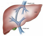 2013亚太临床微生物学和感染共识会议指南——肝衰竭的诊断和治疗发布