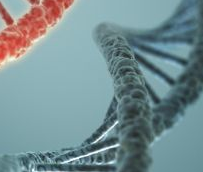 CRISPR基因编辑技术在进化发育<font color="red">生物学</font>领域掀起热潮