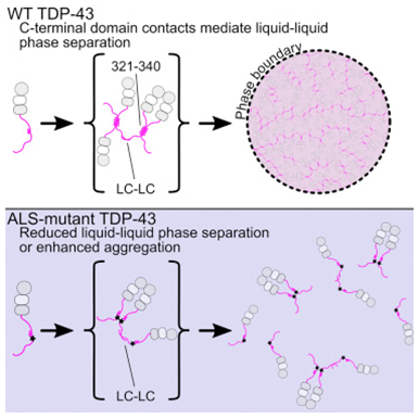Structure：研究显示<font color="red">突变</font>如何扰乱ALS相关TDP-43蛋白质