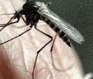 一种良性菌能阻隔寨卡病毒在埃及伊蚊中传播