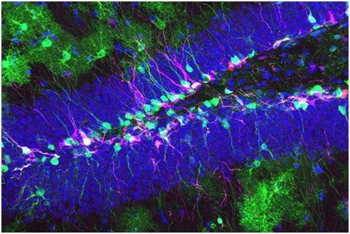 Cell Stem Cell：挑战<font color="red">常规</font>！神经干细胞能够控制自己的命运