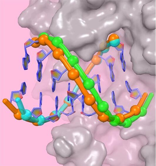 研究报道首个病毒RdRP转位中间体晶体结构