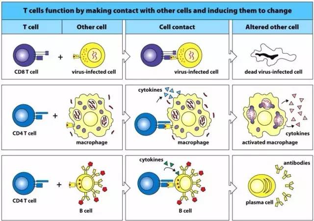 Nature子刊：这个转录因子可维持T细胞“杀手”特性