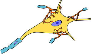 2016专家建议——2型神经元蜡样脂褐质沉积症早期识别和实验室诊断发布