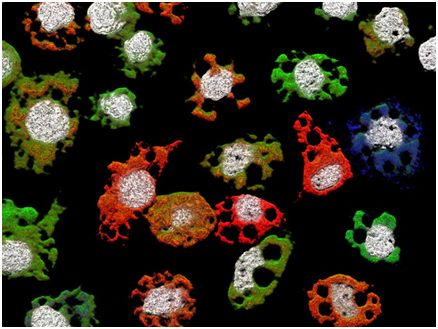 Cell子刊：首次从动物体内分离出多分体病毒GCXV