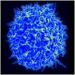 Science子刊：挑战常规！同一个T细胞受体诱导两种T细胞亚型产生