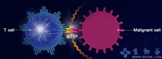 喜讯！FDA加速批准安进BiTE免疫疗法Blincyto治疗儿科Ph-急性淋巴细胞白血病（ALL）