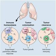 Cell：重磅！揭示氧气抑制癌症免疫疗法机制