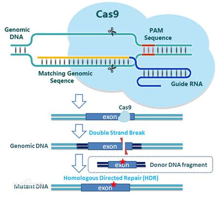 JCB：CRISPR-Cas9系统在活细胞中的工作机制取得重大突破