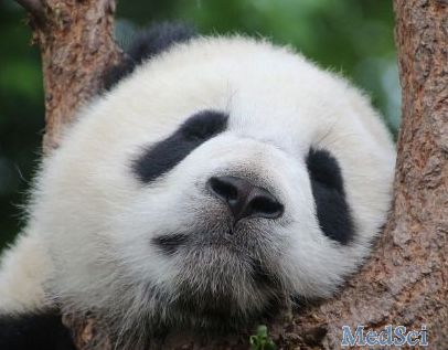 国际<font color="red">自然</font>保护联盟：大熊猫不再属于濒危物种