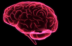 聪明的大脑是“嗜血”的大脑，科学家颠覆传统认知