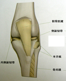 2016成人膝关节<font color="red">滑膜炎</font>诊断与临床疗效评价专家共识发布