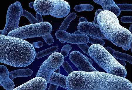 新研究发现肠道菌群的新作用