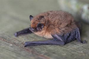 PNAS：研究预测吸血蝙蝠狂犬病毒传播