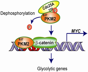 杨巍维教授发现肿瘤糖酵解中Cdc25A-PKM2的关键<font color="red">调控</font>机制