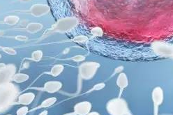 Nat Commun：没有卵子受精，精子也能产后代