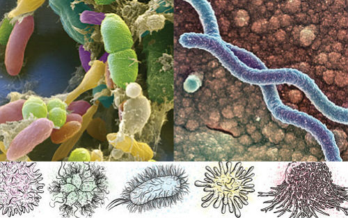 细菌原本就不是外人：从肠道菌群到<font color="red">人体</font>菌群