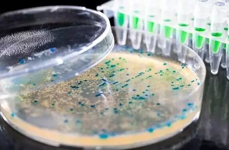为什么一些食源性细菌会使我们生病？