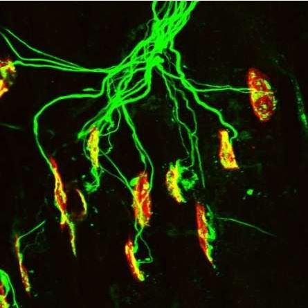 J Neurosci：改变几十年来科学认知 <font color="red">谷氨酸盐</font>或在神经肌肉发育过程中扮演重要角色