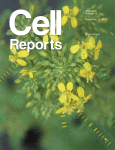 Cell Rep:移除“书签”为获得诱导多能干细胞铺平道路