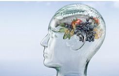 Autophagy：大脑如何控制我们的食欲？