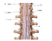 【盘点】近期脊髓损伤研究进展