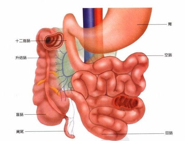 人体小肠大肠分布图图片