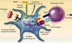 免疫排斥可避免：Cell子刊Stem Cell Reports连发两篇文章