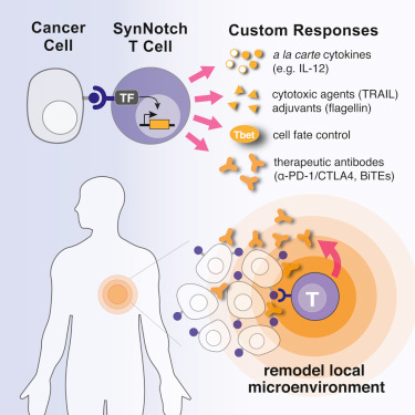利用synNotch T细胞直接运<font color="red">送药物</font>到肿瘤中