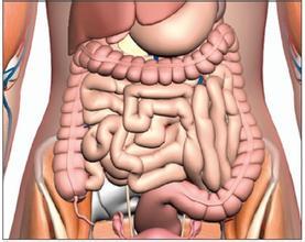 Clin Nutr：短肠综合征患者的粪便微生物研究