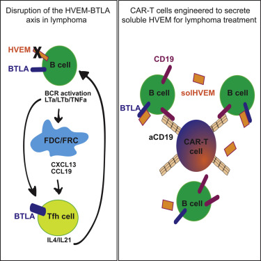 Cell：CAR-T细胞免疫治疗有望攻克<font color="red">滤泡</font>性<font color="red">淋巴瘤</font>