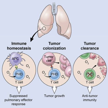 癌症转移重大发现：K离子，氧气，T细胞和免疫抑制密切关联